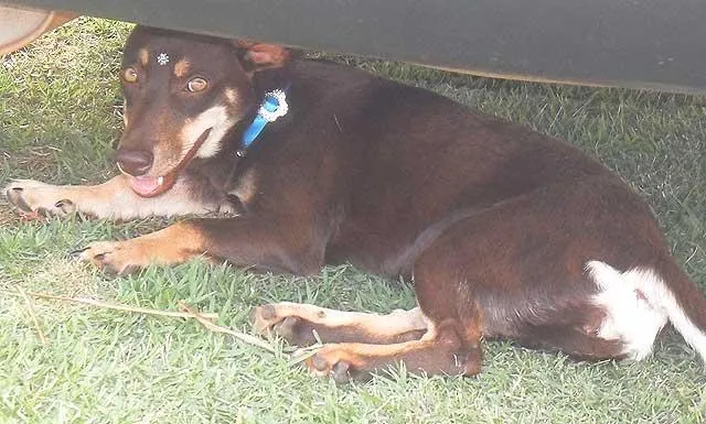 Cachorro ra a SRD idade  nome COMPANHEIRA