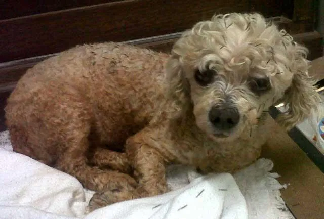 Cachorro ra a Poodle idade nome Poodle/ENCONTRADO