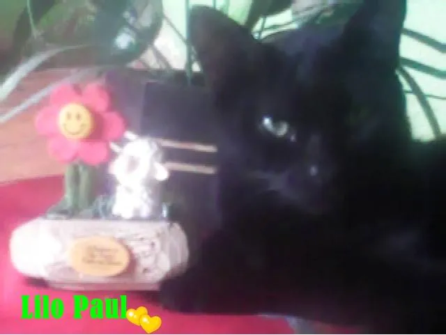 Gato ra a mestiço idade 7 a 11 meses nome Lilo