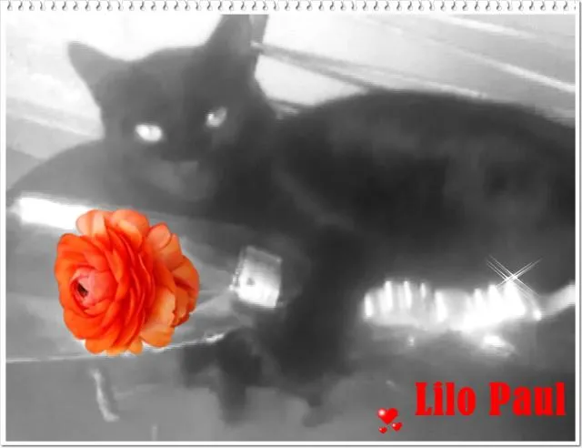 Gato ra a mestiço idade 7 a 11 meses nome Lilo
