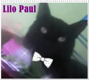 Gato raça mestiço idade 7 a 11 meses nome Lilo