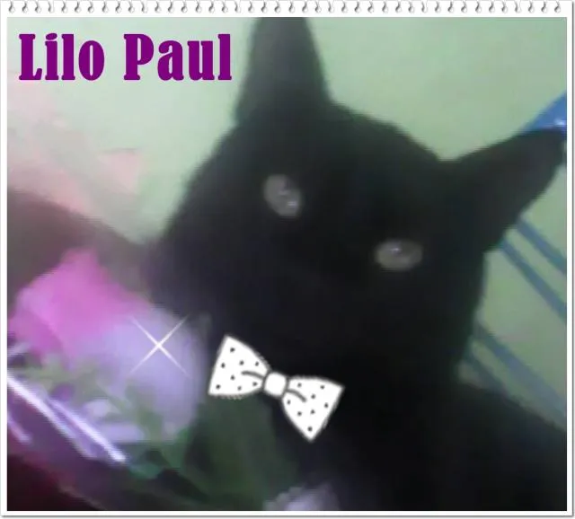 Gato ra a mestiço idade 7 a 11 meses nome Lilo