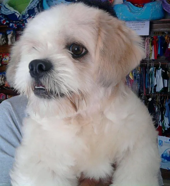 Cachorro ra a Lhasa Apso idade nome FOFINHO...