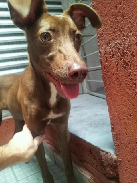 Cachorro ra a Perdigueiro idade 2 a 6 meses nome Ruivão
