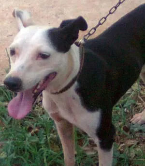Cachorro raça SRD idade 1 ano nome CHAN