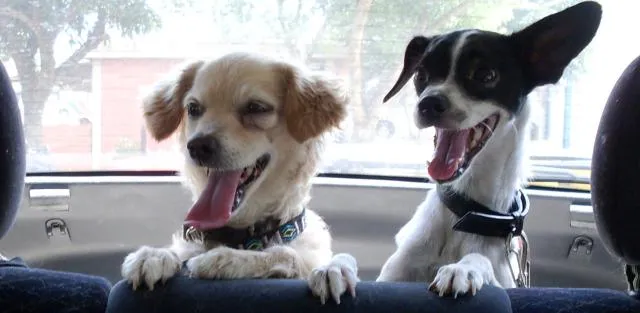 Cachorro ra a  idade  nome 18 LINDOS CAES PARA