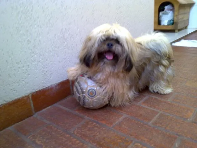 Cachorro ra a Lhasa Apso idade 2 anos nome Nick GRATIFICA