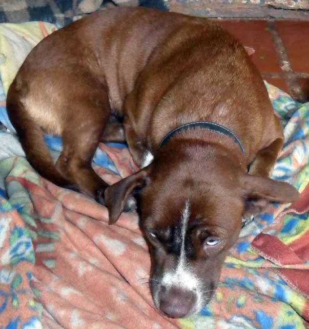 Cachorro ra a SRD idade  nome Linda...