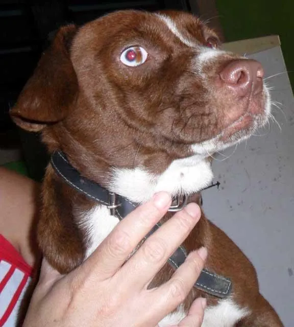 Cachorro ra a SRD idade  nome Linda...