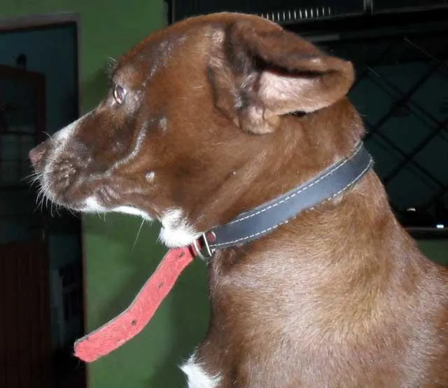 Cachorro ra a SRD idade  nome Linda...