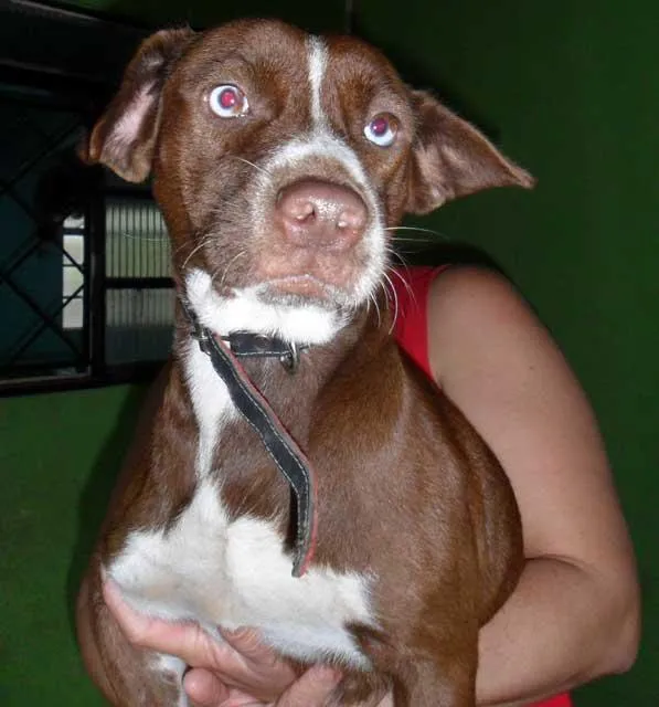 Cachorro ra a SRD idade  nome Linda...