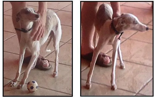 Cachorro ra a Whippet idade 3 anos nome Ana Vitória