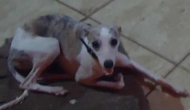 Cachorro ra a Whippet idade 3 anos nome Ana Vitória