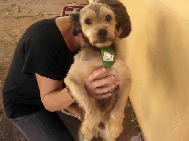 Cachorro ra a  idade 2 anos nome Banze