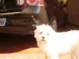 caco
