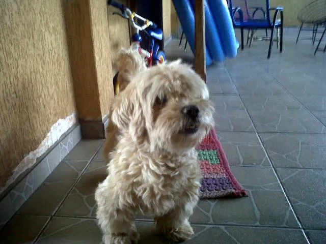 Cachorro ra a Poodle idade 3 anos nome desconhecido