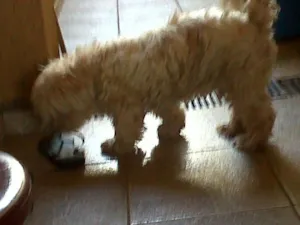 Cachorro raça Poodle idade 3 anos nome desconhecido