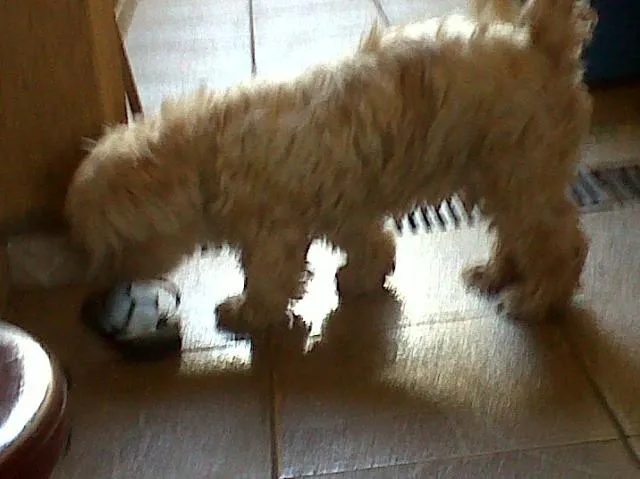Cachorro ra a Poodle idade 3 anos nome desconhecido