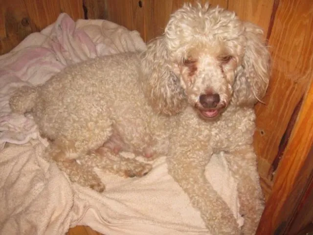 Cachorro ra a poodle idade 6 ou mais anos nome Andreia GRATIFICA