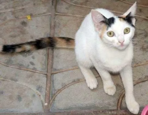 Gato ra a SRD idade nome TEKINHA