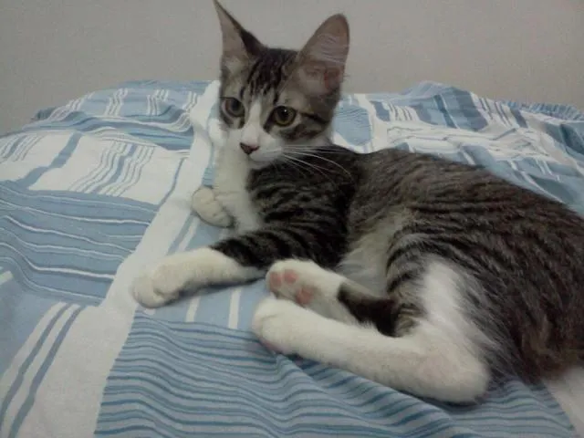 Gato ra a SRD idade 7 a 11 meses nome Sami