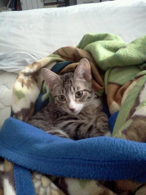 Gato ra a SRD idade 2 a 6 meses nome Luci