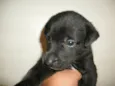Garoto