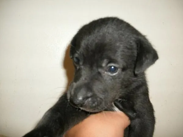 Cachorro raça SRD idade Abaixo de 2 meses nome Garoto