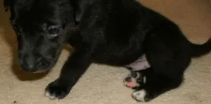 Cachorro raça SRD idade Abaixo de 2 meses nome Garoto