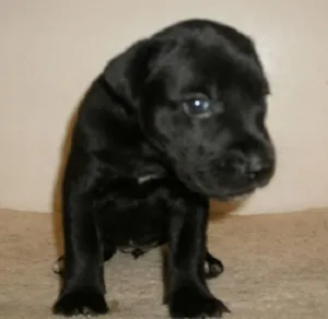 Cachorro raça SRD idade Abaixo de 2 meses nome Nina