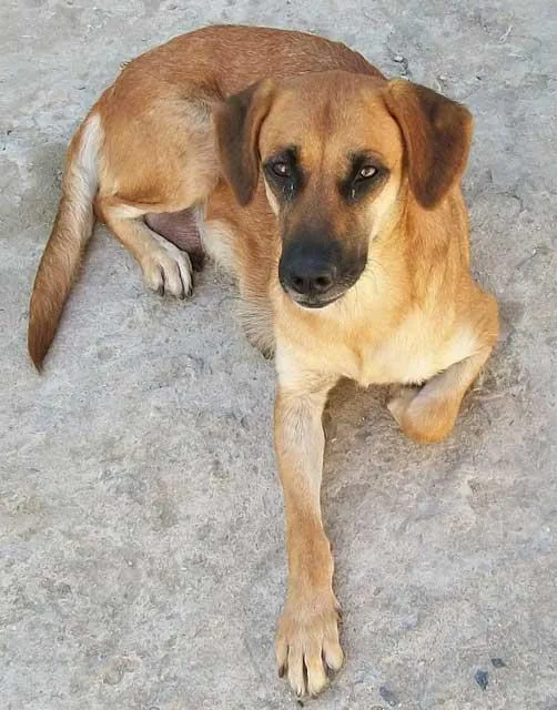 Cachorro ra a SRD idade 2 anos nome FOFURA