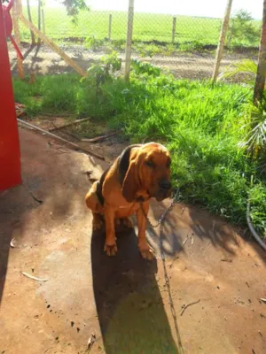 Cachorro raça srd idade 1 ano nome Sam