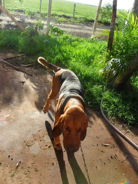 Cachorro ra a srd idade 1 ano nome Sam