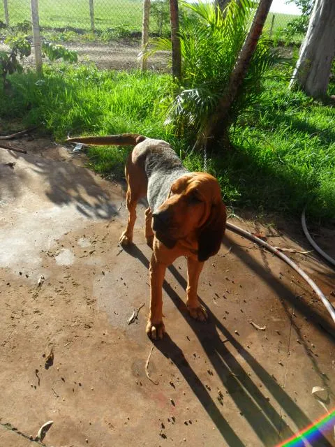Cachorro ra a srd idade 1 ano nome Sam