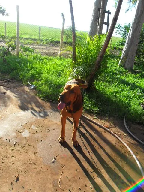 Cachorro ra a srd idade 1 ano nome Sam