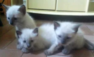 Gato raça Siamesa idade  nome FILHOTES