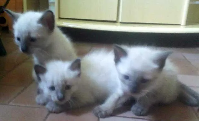 Gato ra a Siamesa idade nome FILHOTES