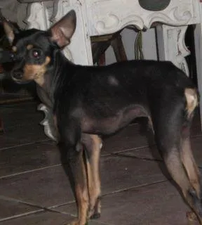 Cachorro ra a Pinscher idade 1 ano nome Caburé