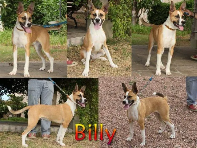 Cachorro ra a SRD idade 2 a 6 meses nome BILLY