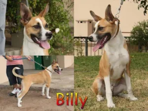 Cachorro raça SRD idade 2 a 6 meses nome BILLY