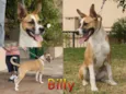 BILLY