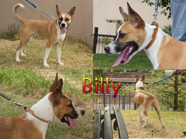 Cachorro ra a SRD idade 2 a 6 meses nome BILLY