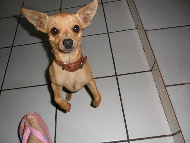 Cachorro ra a Pinscher idade 2 anos nome Marley
