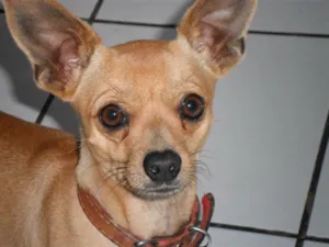 Cachorro raça Pinscher idade 2 anos nome Marley