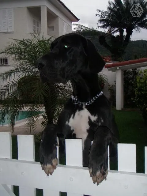 Cachorro ra a Dogue Alemão idade 2 anos nome Boris
