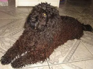 Cachorro raça poodle idade  nome Negresco