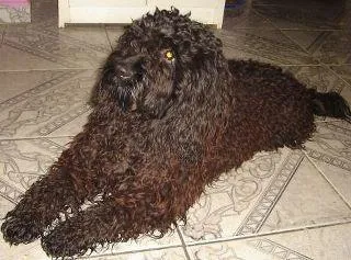 Cachorro ra a poodle idade nome Negresco