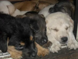 Cachorro raça Vira Lata idade 2 a 6 meses nome BB's