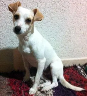 Cachorro raça SRD idade  nome Procuro DONO