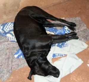 Cachorro raça Labrador idade 2 anos nome LUNA